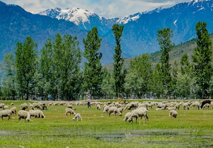 Paradise Journey: Jammu to Kashmir
